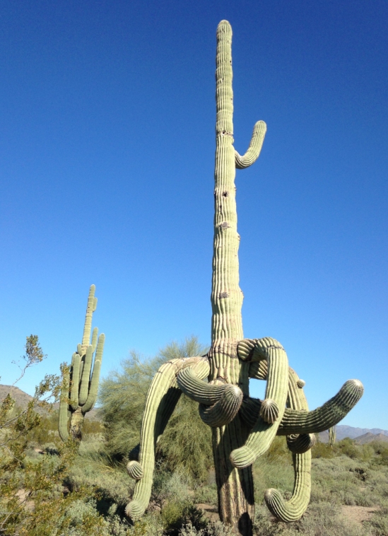 Saguaro are found only in the Sonoran desert.